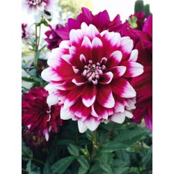 Dahlia Duet