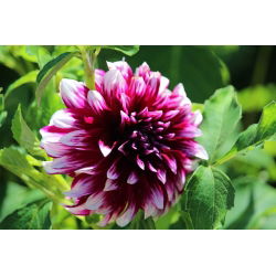 Dahlia Duet