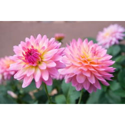 Dália - Gallery Renoir - Dahlia