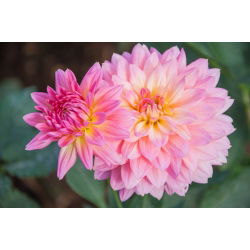 Dália - Gallery Renoir - Dahlia