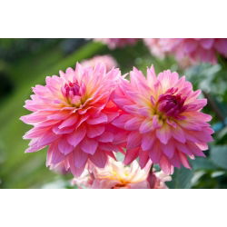 Dália - Gallery Renoir - Dahlia