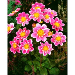Dahlia Hartenaas