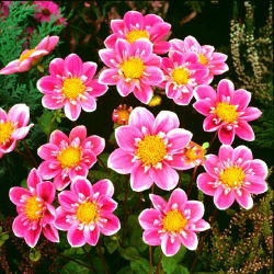 Dahlia Hartenaas