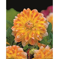 Dahlia virsikud ja koor - 