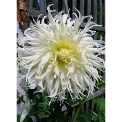 Dahlia TsukiTHER Yori, Không có Shisha