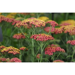 Spoločný rebrík - Paprika - červená - Achillea millefolium