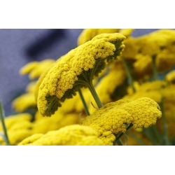 Fernleaf yarrow - Parkerova - žltá; nosovitý, milfoil - Achillea millefolium
