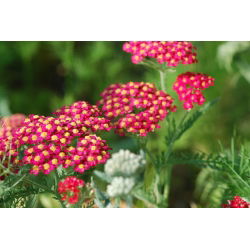 Spoločný rebrík - Rood - červený - Achillea millefolium
