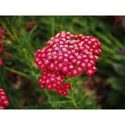 Spoločný rebrík - Rood - červený - Achillea millefolium