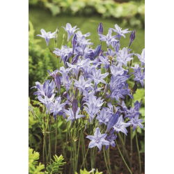 Lança de Ithuriel, Triteleia - Rainha Fabiola - 10 peças; Brodiaea, triteleia comum, amendoim - 