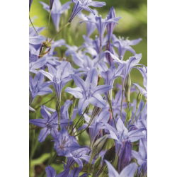 Lança de Ithuriel, Triteleia - Rainha Fabiola - 10 peças; Brodiaea, triteleia comum, amendoim - 