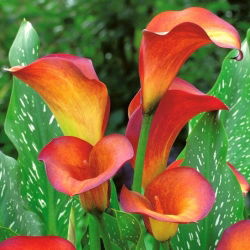 Calla Flame; lirio de arum, lirio de cala