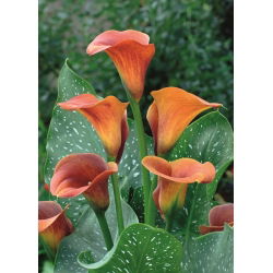 Calla Mango; arum lily, calla lily