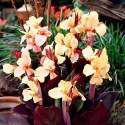 Canna-天使马丁；卡纳莉莉 - 