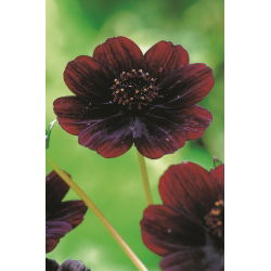 Cosmosul cu ciocolată - Cosmos atrosanguineus
