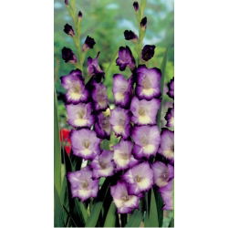 Glayöl Kral'ın Lynn - 5 adet - Gladiolus King's Lynn