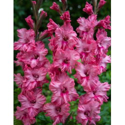 Gladiolus Kingston - 5 pcs