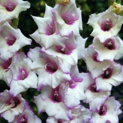 Gladiolus Matanzas - 5 pcs; lily pedang - 