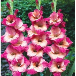 Gladiool Ted's Favourite - pakend 5 tk - Gladiolus Ted's Favourite