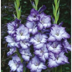 Gladiolus Triton - 5 pcs