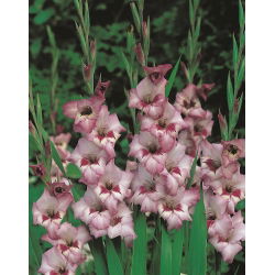 Gladiolus Vera Lynn - 5 tk; mõõga liilia - 