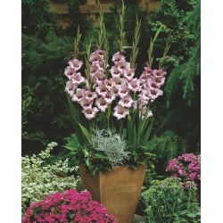 Gladiolus Vera Lynn - 5 tk; mõõga liilia - 