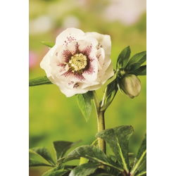 Hellebores - Bollene; Lenten rose
