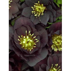Hellebores - Black Beauty