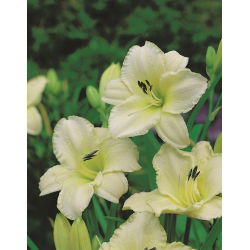 Daylily Kuzey Kutbu Kar - 