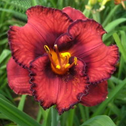 Даилили Беррилициоус - Hemerocallis hybrida Berrylicious