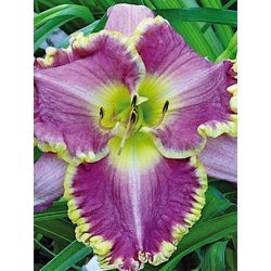 Daylily Bestseller