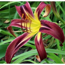 Päivänliljat Black Arrowhead - Hemerocallis hybrida Black Arrowhead