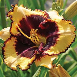 Даилили Тигер Блоод - Hemerocallis hybrida Tiger Blood