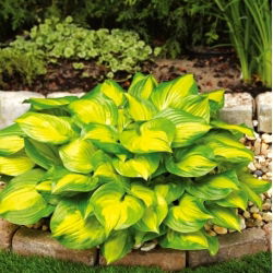 Hosta Banana Bay; muz zambak, Giboshi - 