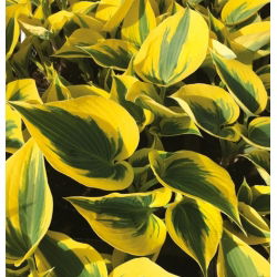 Hosta Sonbahar Don; muz zambak, Giboshi - 