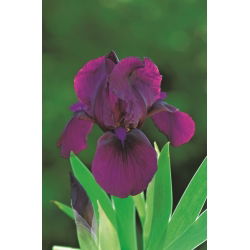 Pygmy iris, Iris pumila - paarse bloemen - Cherry Garden; dwerg iris