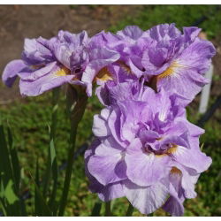 Iris Siberia berbunga dua - Imperial Opal; Bendera Siberia - Iris sibirica