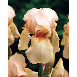 Iris berjenggot - Di Jape; Iris berjanggut Jerman - 