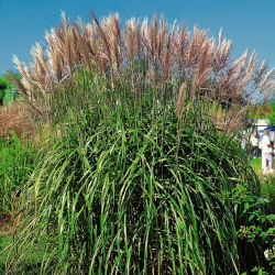 Maiden silvergrass - Malepartus - 
