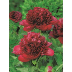 Peony, Paeonia - Red Charm - seedling - 