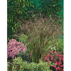 Switchgrass - Rotstrahlbusch
