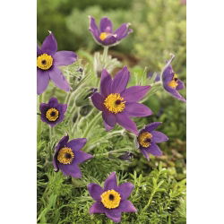 Tésztavirág - kék virág - csemete; pasqueflower, common pasque flower, European pasqueflower