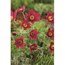 Tésztavirág - piros virág - csemete; pasqueflower, common pasque flower, European pasqueflower