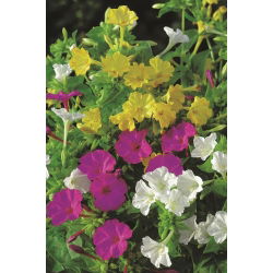 Marvel z Peru - Mirabilis Jalapa - výber farieb - sadenice; štvorlístok - 