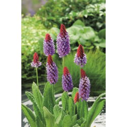 הפרומוזה של הבקבוקון - Primula vialii - שתיל - 