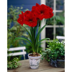 Hippeastrum Kırmızı Aslan - ampul / yumru / kök