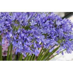 Agapanthus - mėlynas