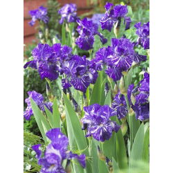 Iris germanica Batik - umbi / umbi / akar