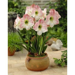 Hippeastrum Elma Çiçeği - ampul / yumru / kök