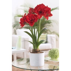Hippeastrum - Amaryllis - Vişneli Nymph® - 